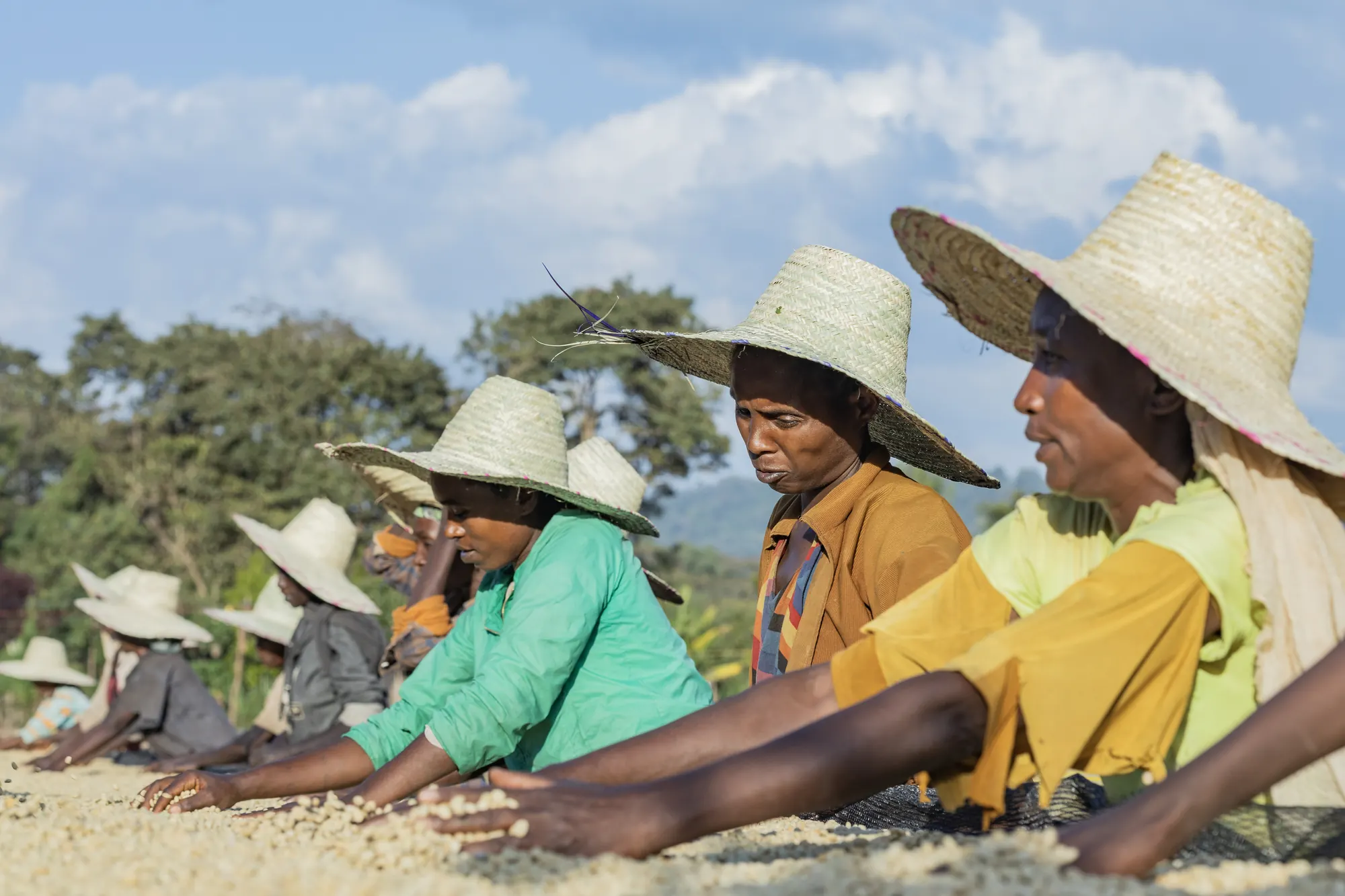 Coffee farmers sorting beans on raised drying beds
