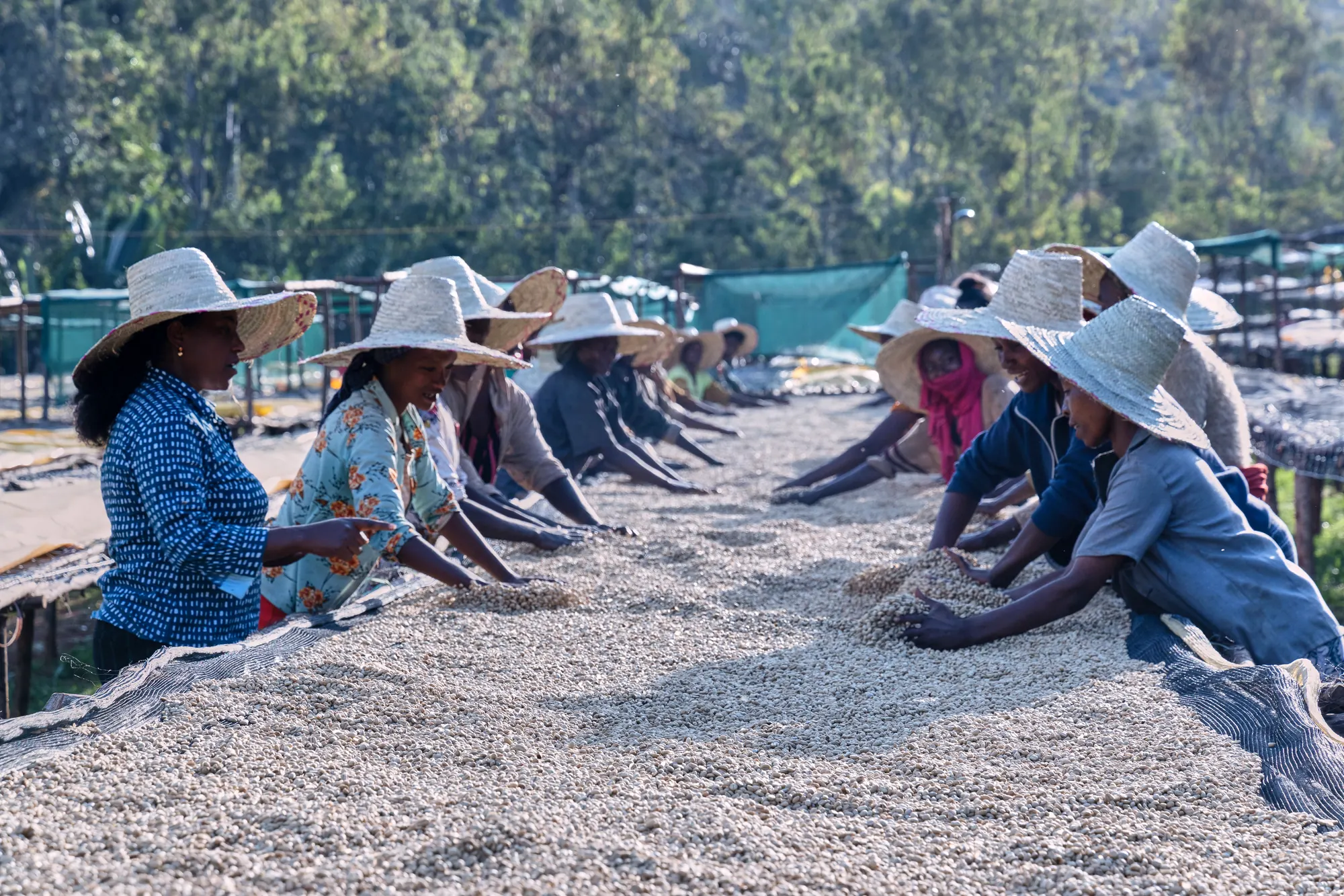Coffee farmers working the drying beds