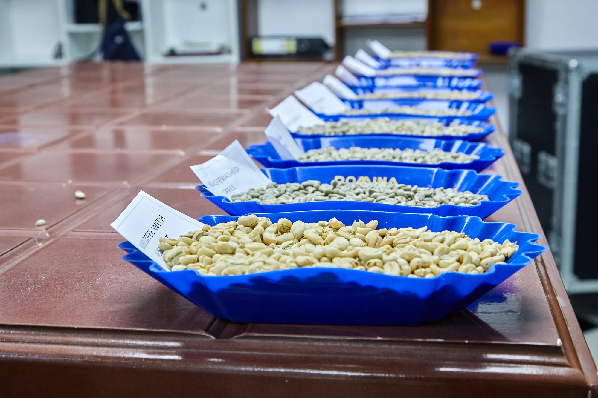 Green coffee samples lined up on the cupping table