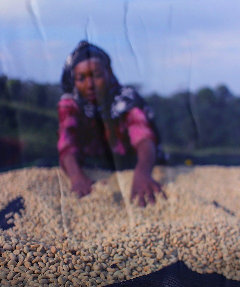This Season's Harvest Begins Across Our Growing Regions