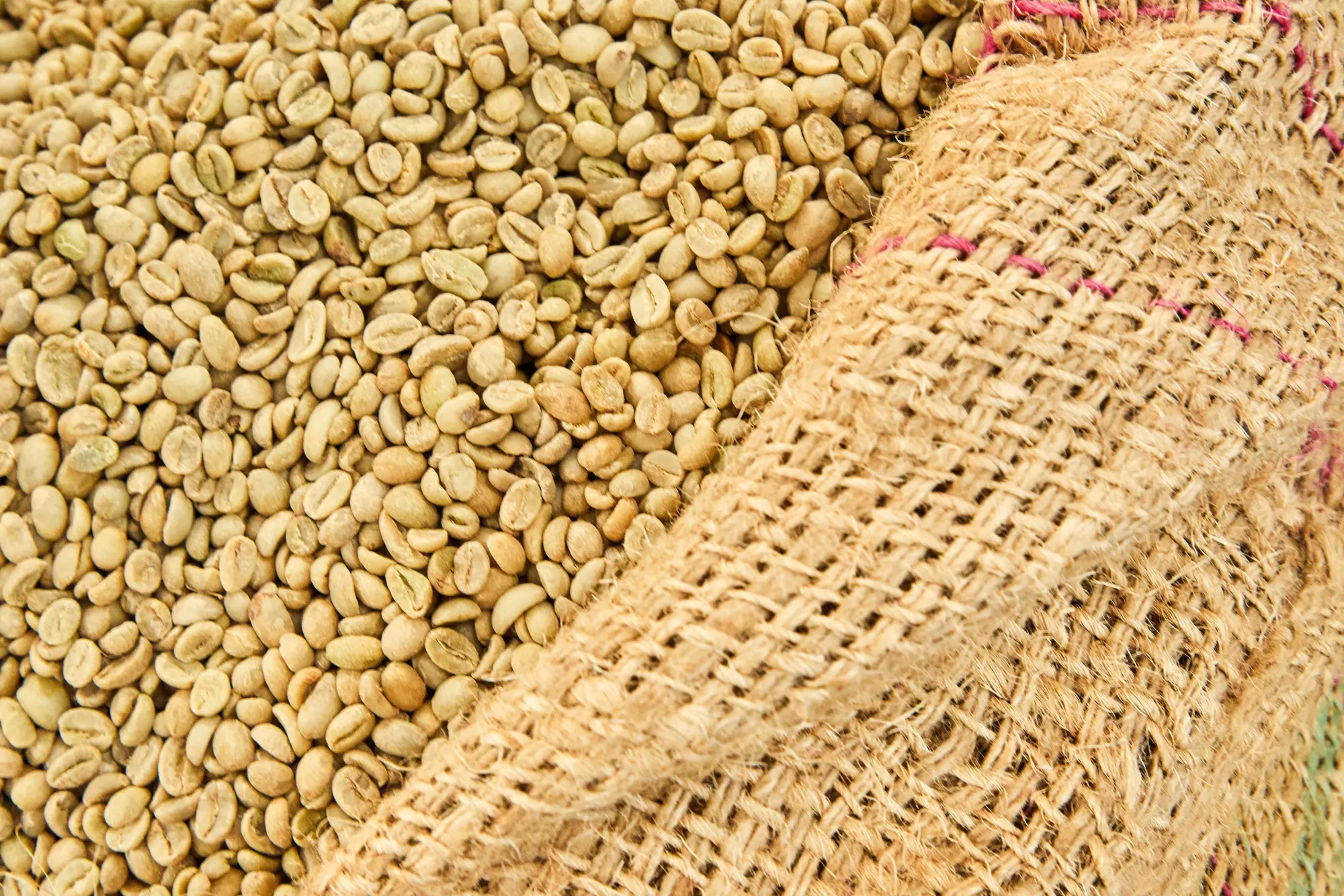 Green coffee beans in a burlap sack