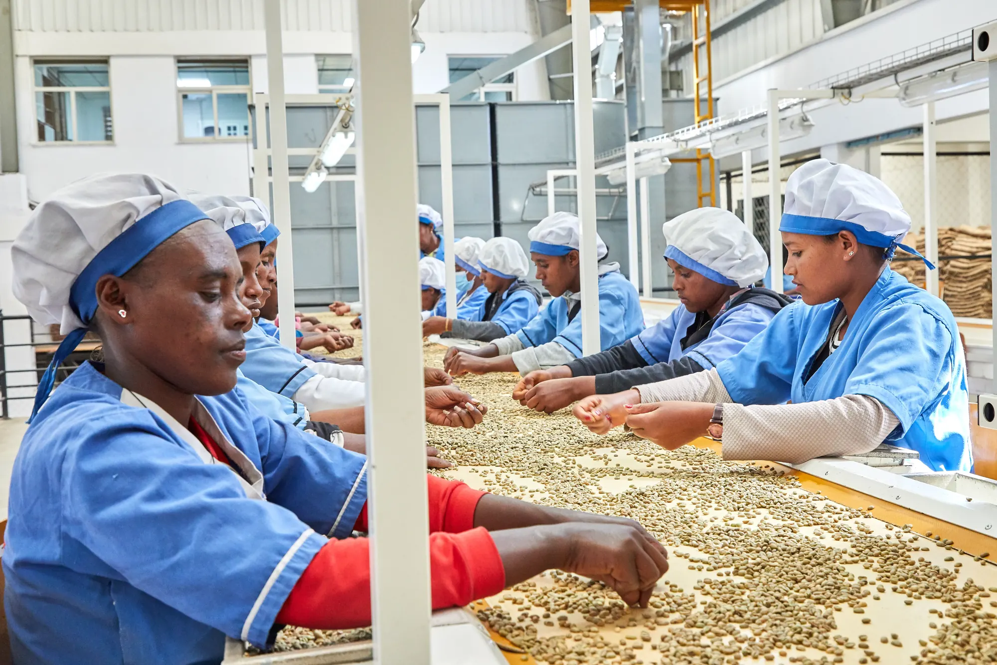 Hand-sorting green coffee at a washing station