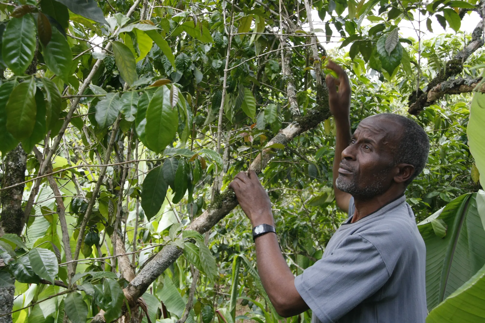 A coffee farmer checking the branches of his coffee tree